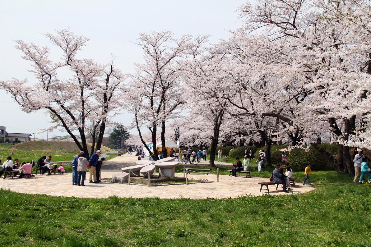 北上市展勝地桜まつり 2015 2015/04/29