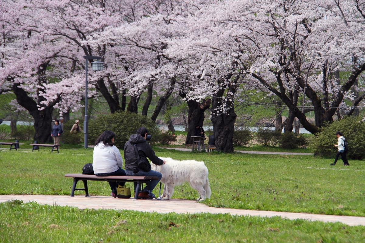 北上市展勝地桜まつり 2015 2015/04/29