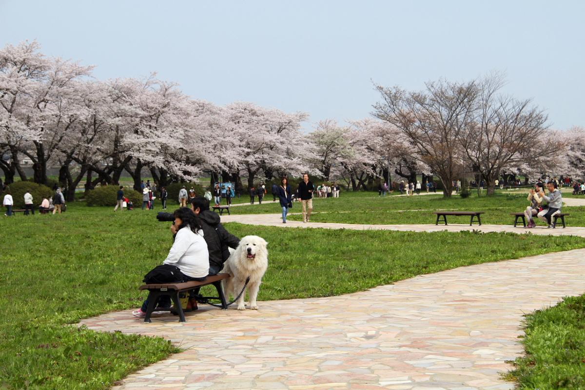 北上市展勝地桜まつり 2015 2015/04/29