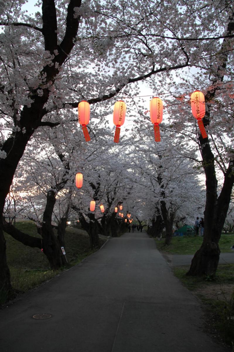 北上市展勝地桜まつり 2017 2017/04/23-29