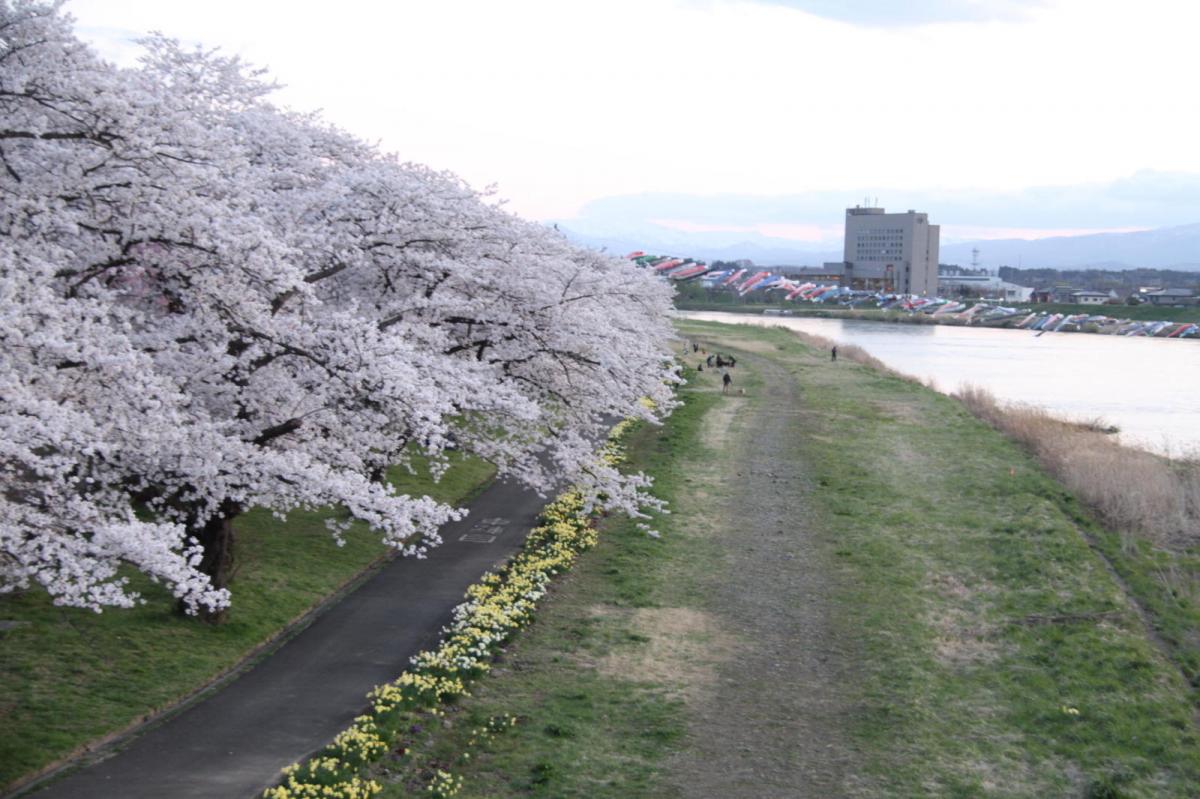 北上市展勝地桜まつり 2017 2017/04/23-29
