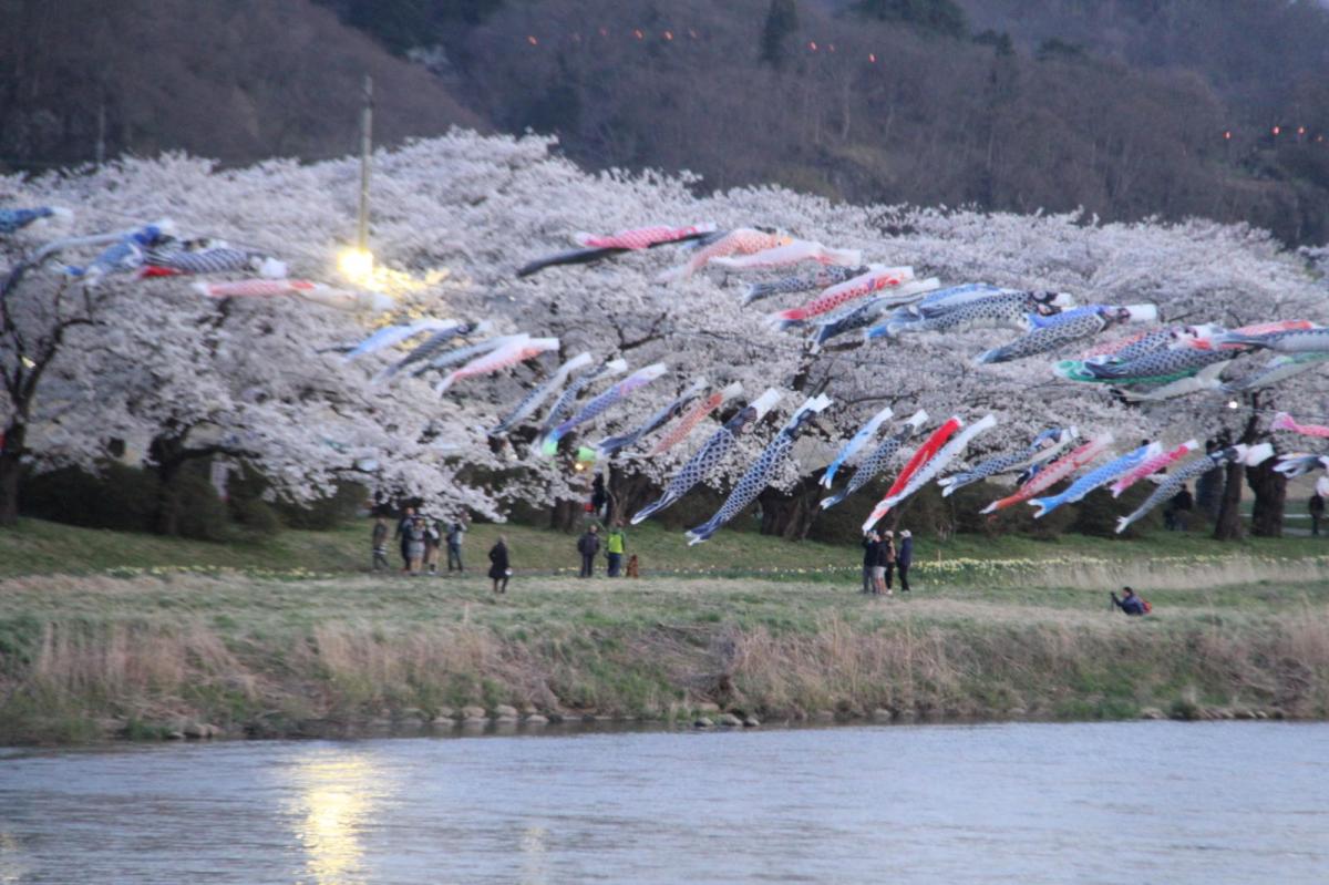 北上市展勝地桜まつり 2017 2017/04/23-29