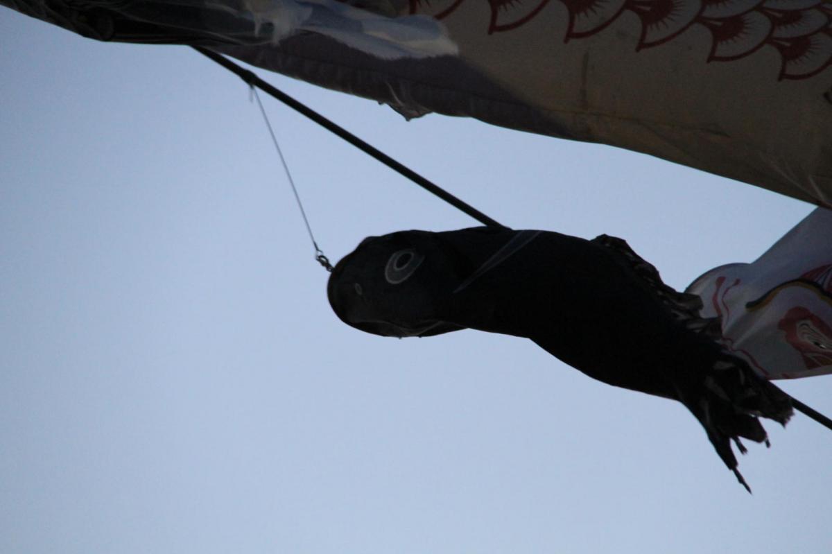 北上市展勝地桜まつり 2017 2017/04/23-29