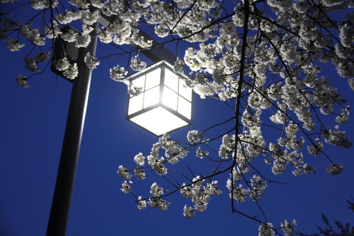 北上市展勝地桜まつり 2017 2017/04/23-29