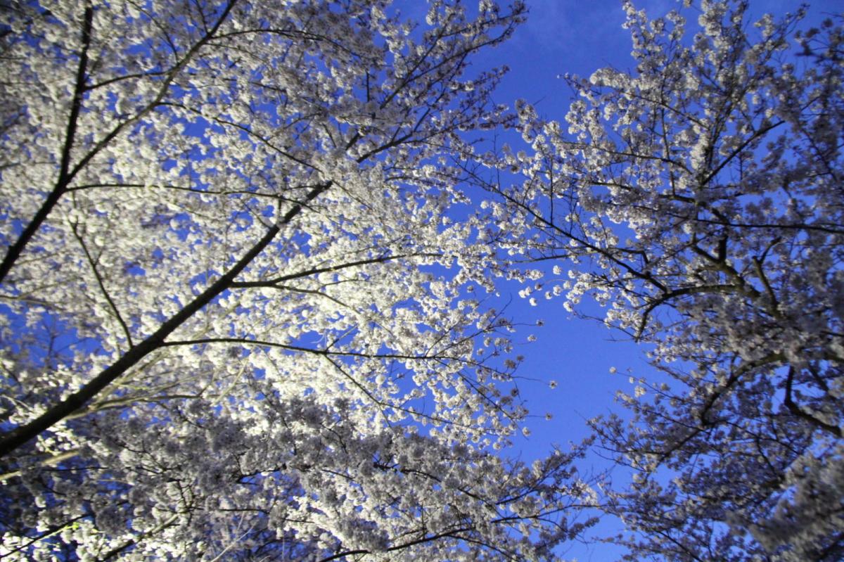 北上市展勝地桜まつり 2017 2017/04/23-29