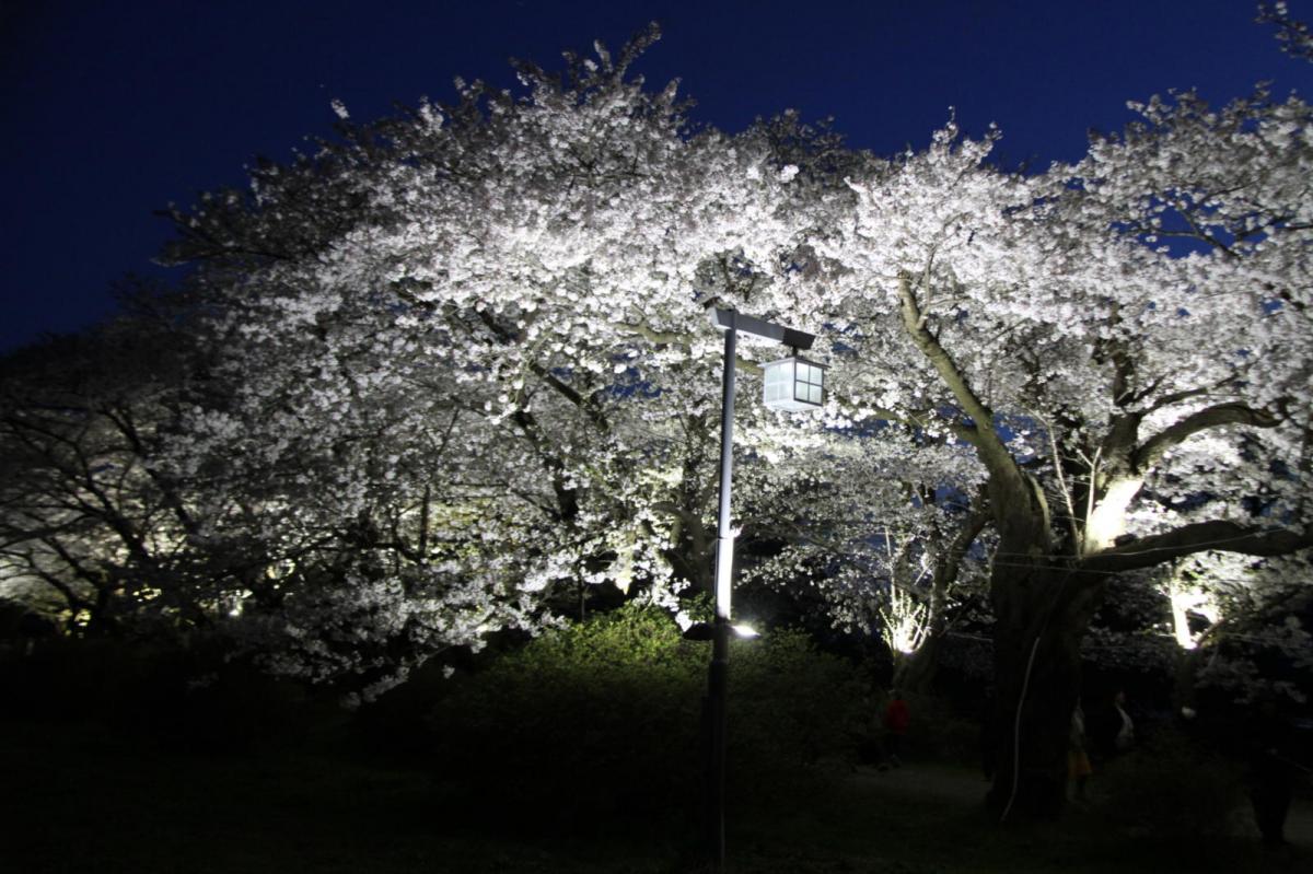 北上市展勝地桜まつり 2017 2017/04/23-29
