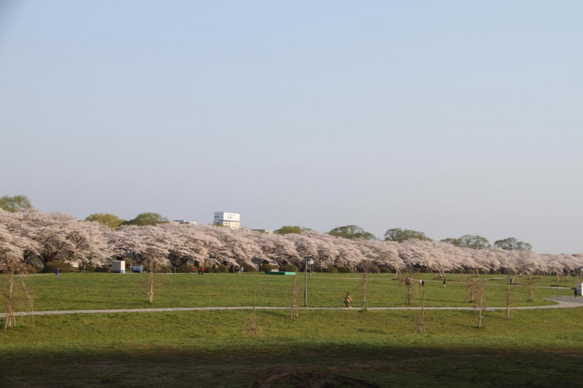 北上市展勝地桜まつり 2017 2017/04/23-29