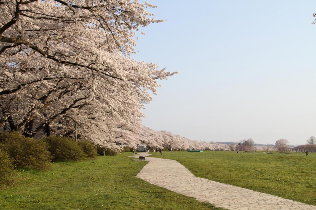 北上市展勝地桜まつり 2017 2017/04/23-29