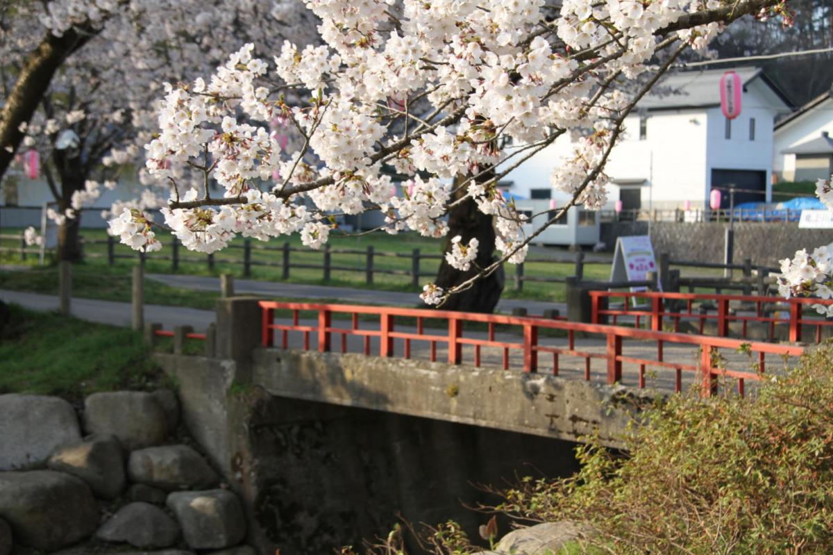 北上市展勝地桜まつり 2017 2017/04/23-29