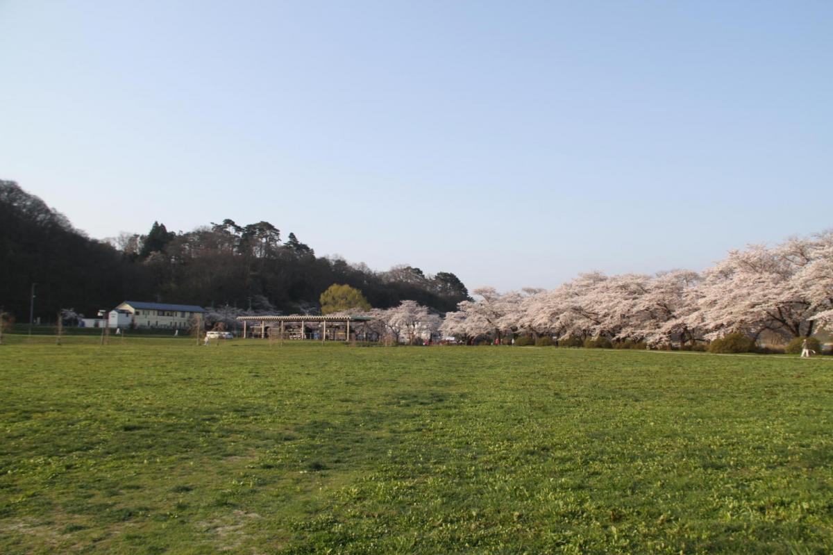 北上市展勝地桜まつり 2017 2017/04/23-29