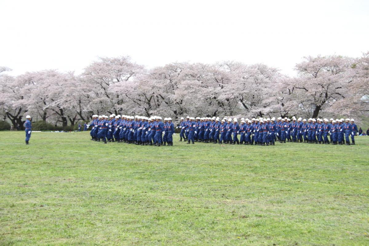北上市展勝地桜まつり 2017 2017/04/23-29