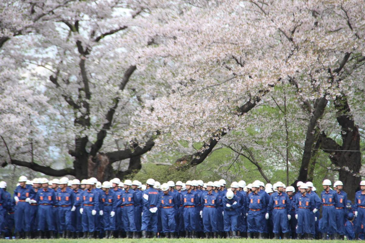 北上市展勝地桜まつり 2017 2017/04/23-29