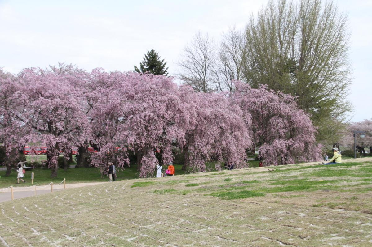 北上市展勝地桜まつり 2017 2017/04/23-29