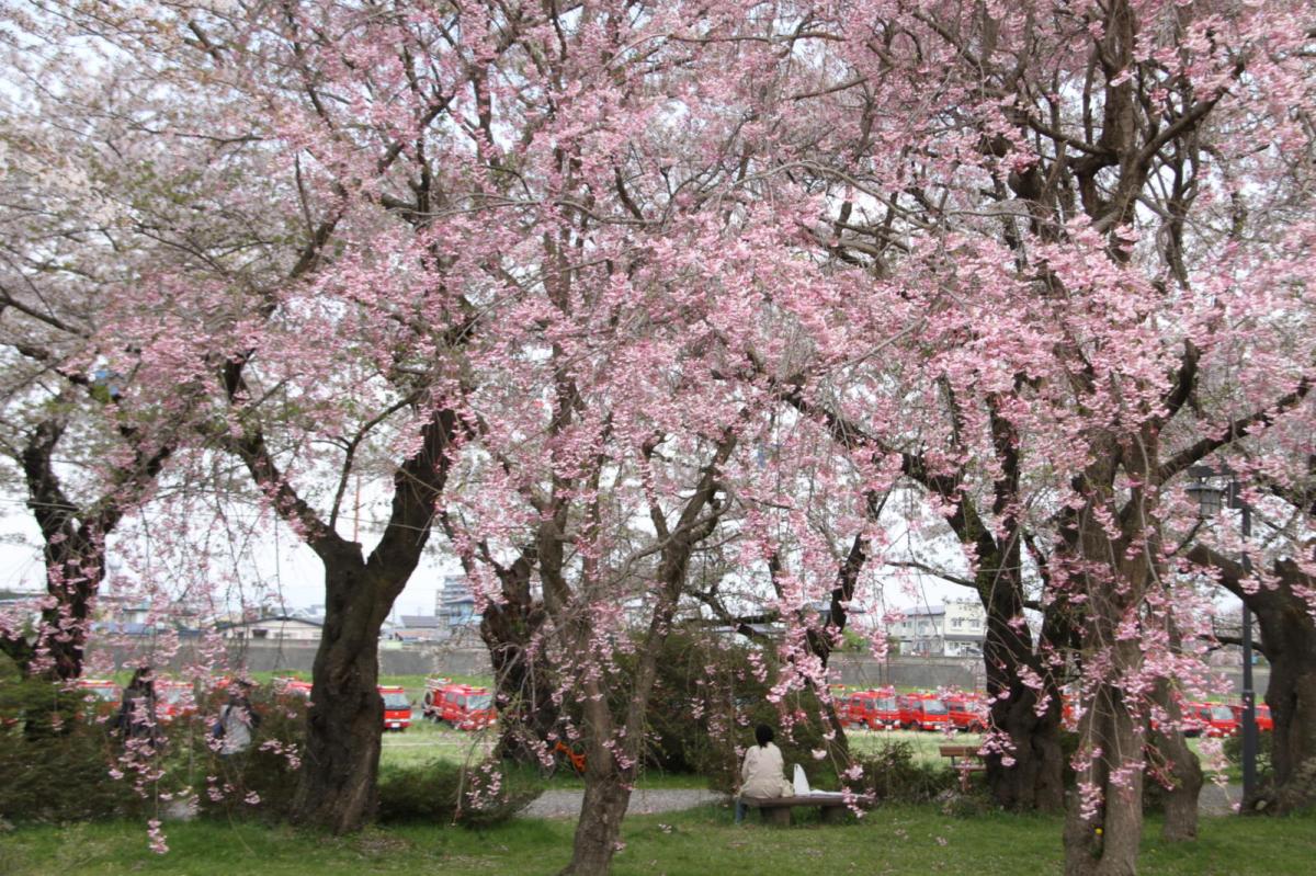 北上市展勝地桜まつり 2017 2017/04/23-29