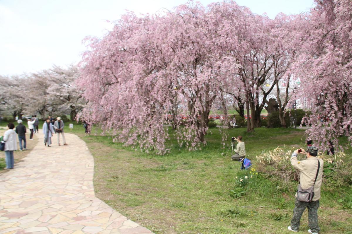 北上市展勝地桜まつり 2017 2017/04/23-29