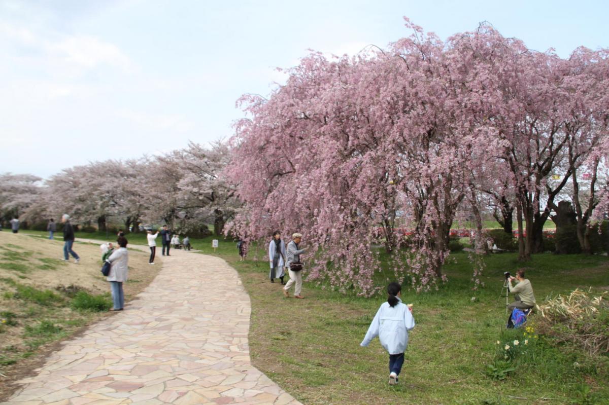 北上市展勝地桜まつり 2017 2017/04/23-29