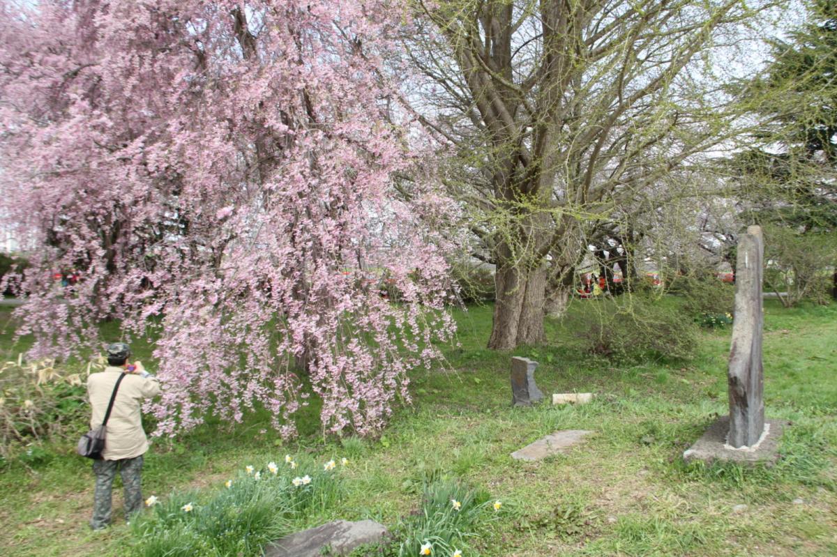 北上市展勝地桜まつり 2017 2017/04/23-29