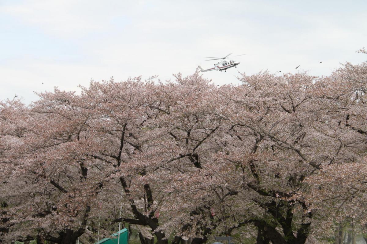 北上市展勝地桜まつり 2017 2017/04/23-29