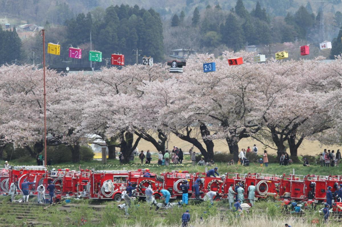 北上市展勝地桜まつり 2017 2017/04/23-29