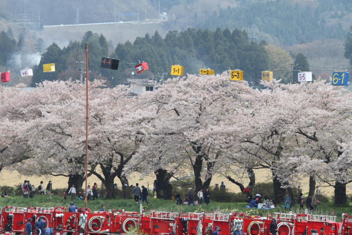 北上市展勝地桜まつり 2017 2017/04/23-29