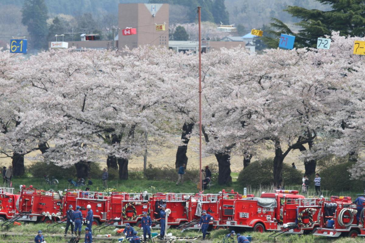 北上市展勝地桜まつり 2017 2017/04/23-29