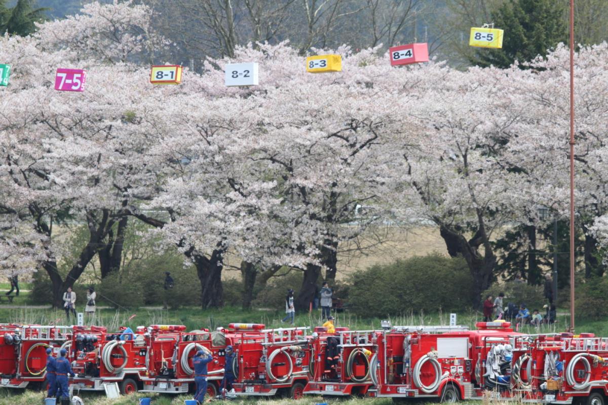 北上市展勝地桜まつり 2017 2017/04/23-29