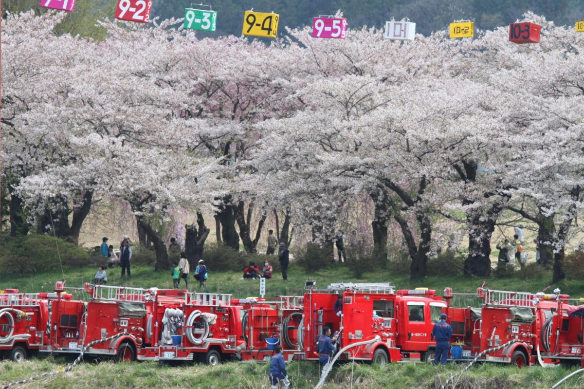 北上市展勝地桜まつり 2017 2017/04/23-29