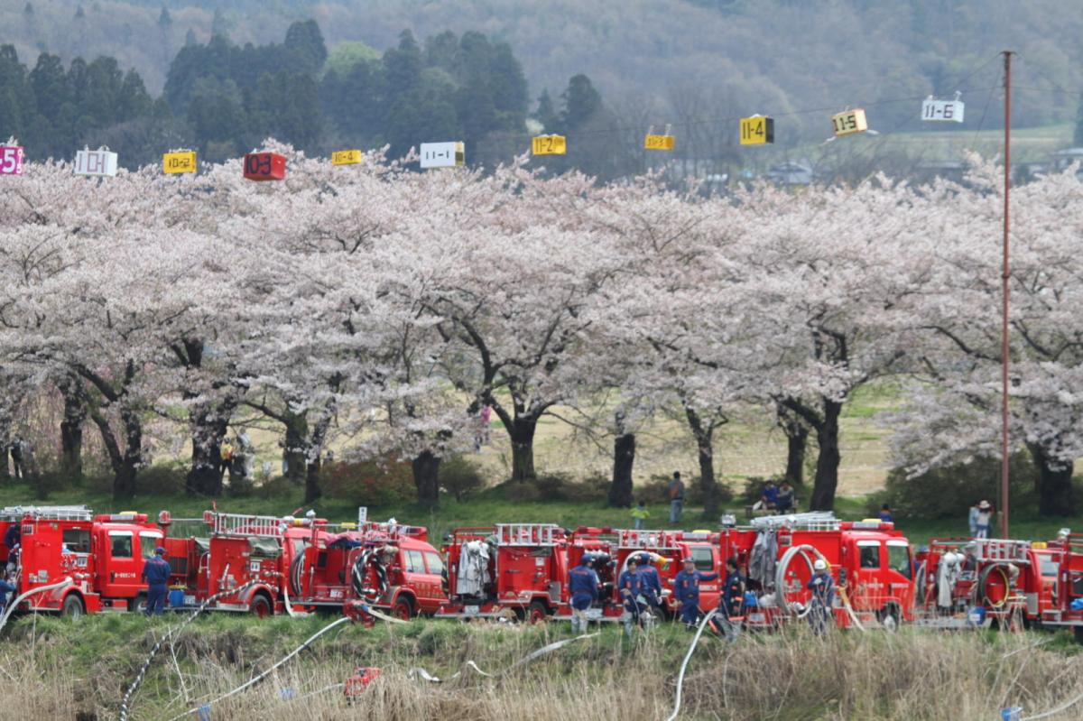 北上市展勝地桜まつり 2017 2017/04/23-29