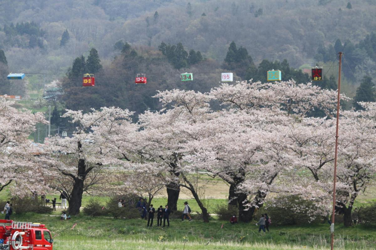 北上市展勝地桜まつり 2017 2017/04/23-29