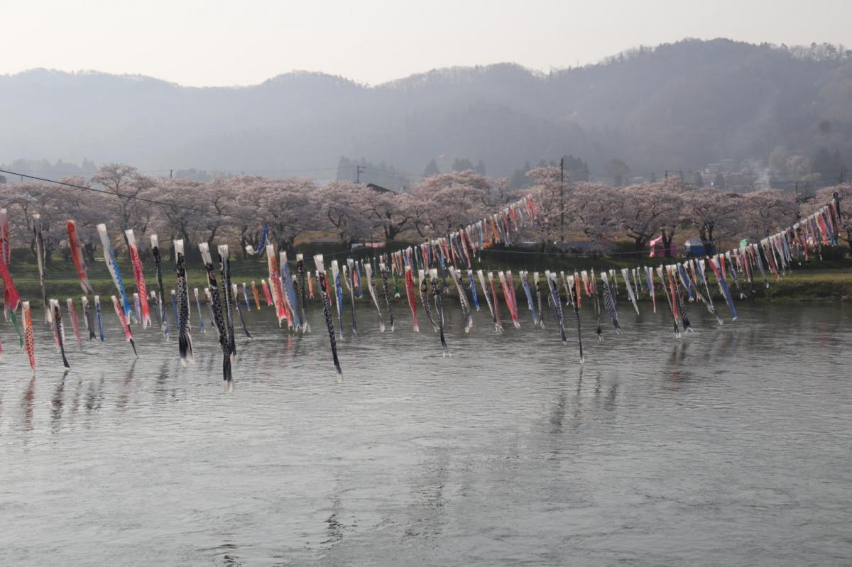 北上市展勝地桜まつり 2018 2018/04/21-29