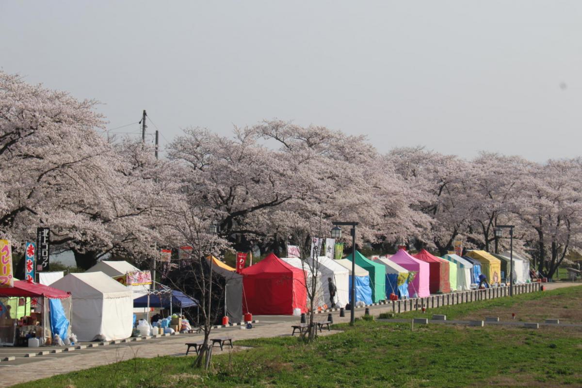 北上市展勝地桜まつり 2018 2018/04/21-29