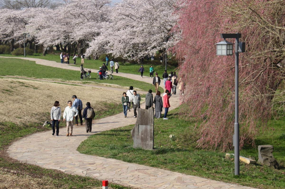 北上市展勝地桜まつり 2018 2018/04/21-29