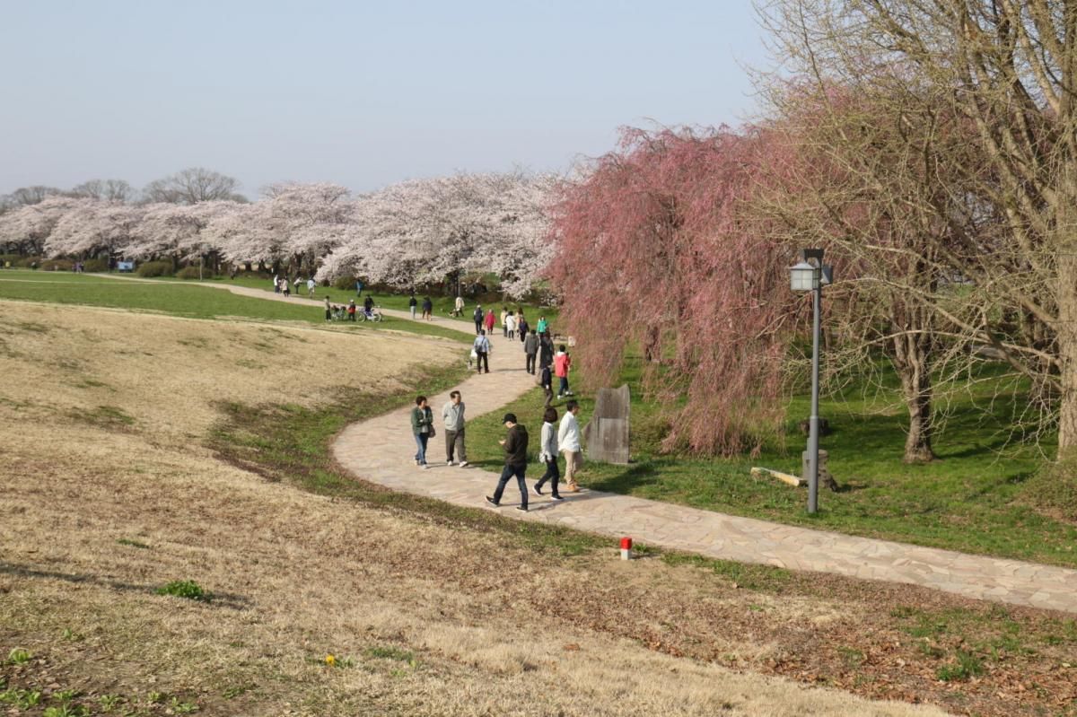北上市展勝地桜まつり 2018 2018/04/21-29