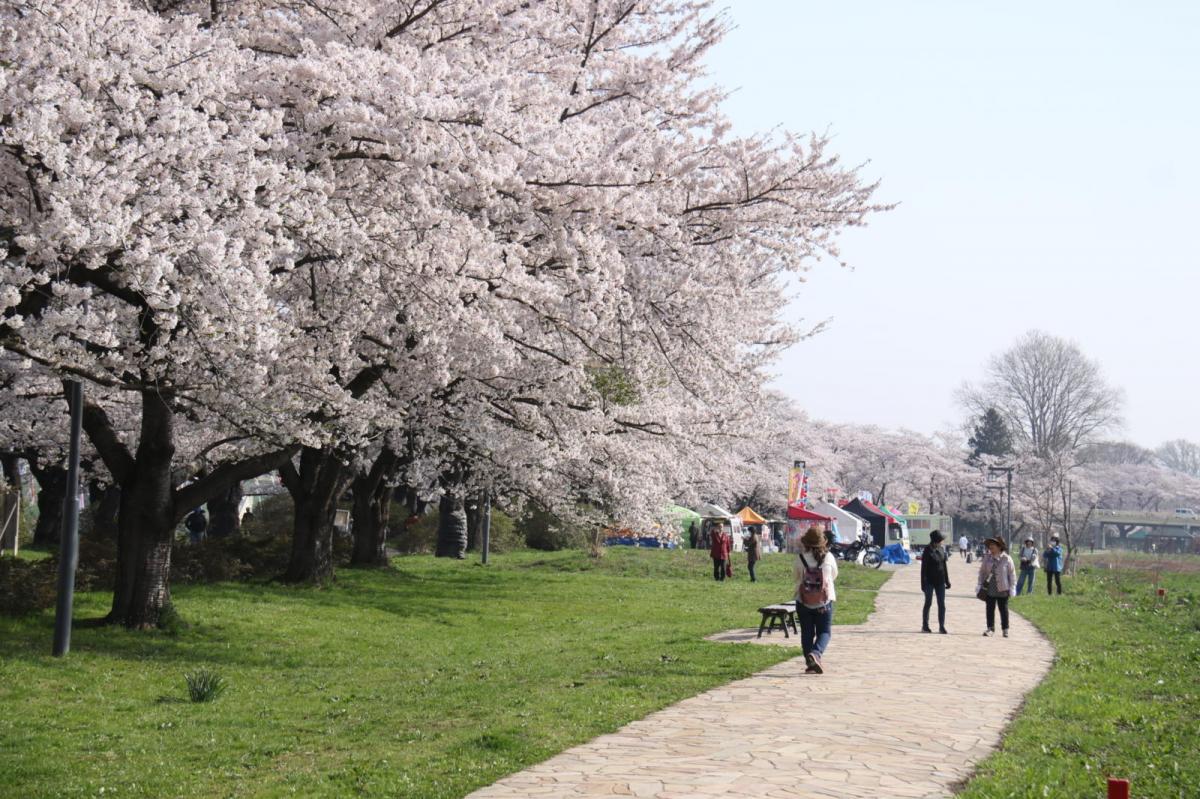 北上市展勝地桜まつり 2018 2018/04/21-29