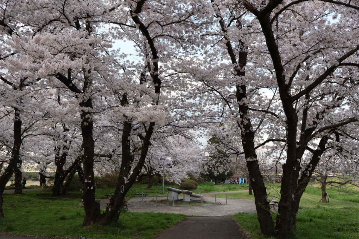 北上市展勝地桜まつり 2025 2025/04/13-29