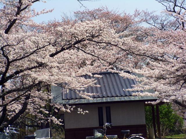 奥州市のさくら(桜）2008 2008/04/15