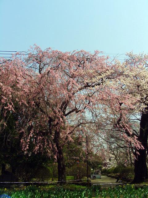 奥州市のさくら(桜）2008 2008/04/15