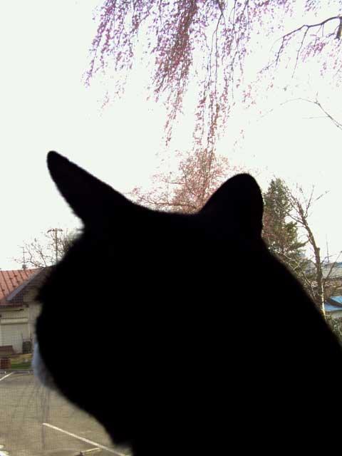 奥州市のさくら(桜）2008 2008/04/15