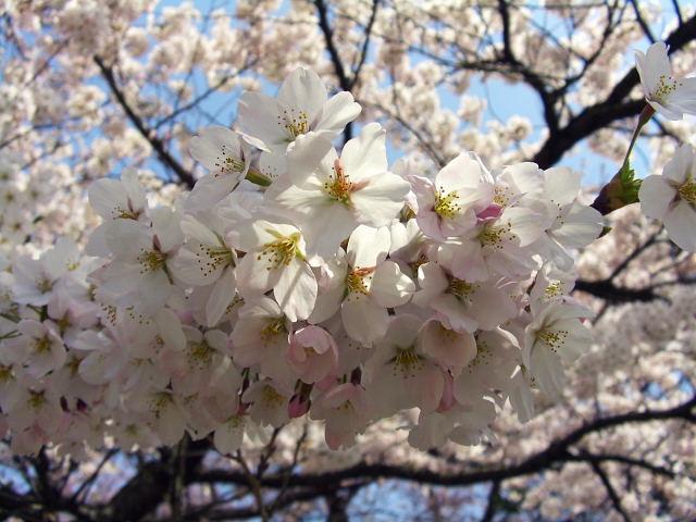 奥州市のさくら(桜）2008 2008/04/15
