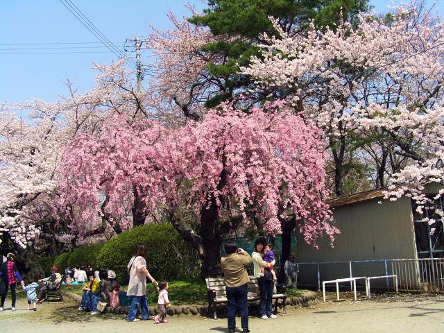 奥州市のさくら(桜）2008 2008/04/15