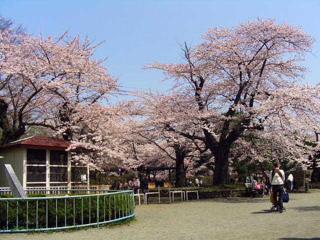 奥州市のさくら(桜）2008 2008/04/15