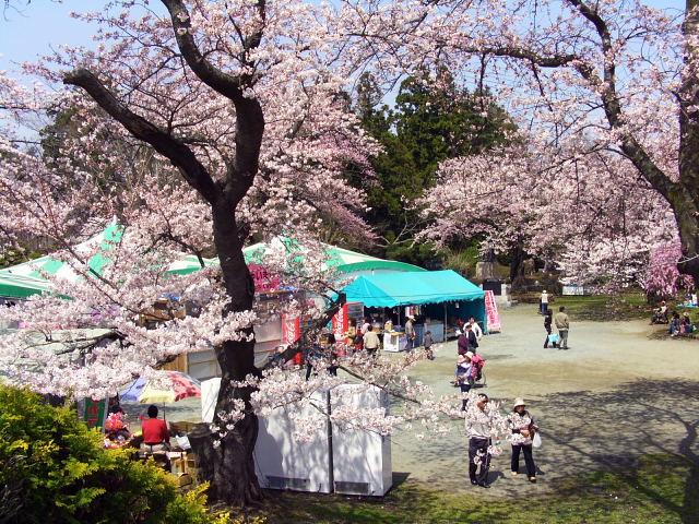 奥州市のさくら(桜）2008 2008/04/15