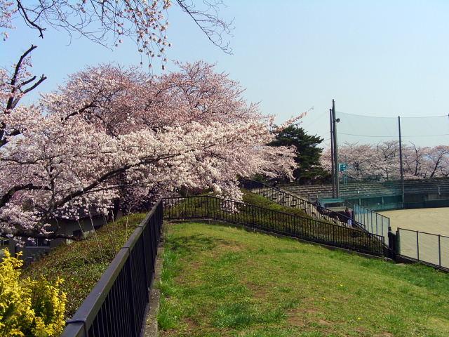 奥州市のさくら(桜）2008 2008/04/15