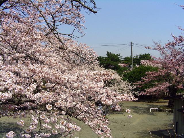 奥州市のさくら(桜）2008 2008/04/15