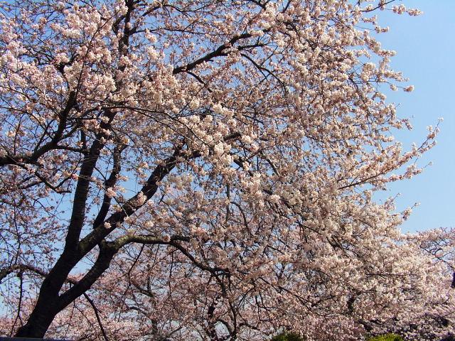 奥州市のさくら(桜）2008 2008/04/15