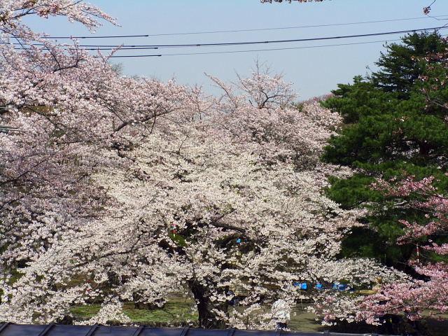 奥州市のさくら(桜）2008 2008/04/15
