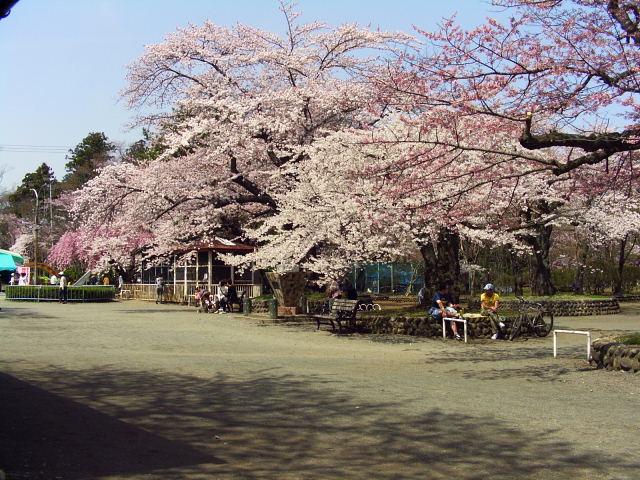 奥州市のさくら(桜）2008 2008/04/15