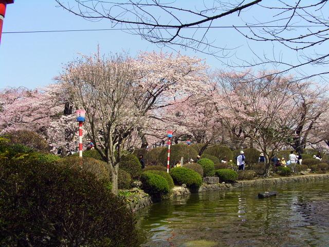 奥州市のさくら(桜）2008 2008/04/15