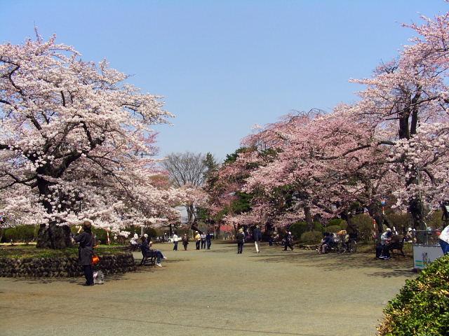 奥州市のさくら(桜）2008 2008/04/15