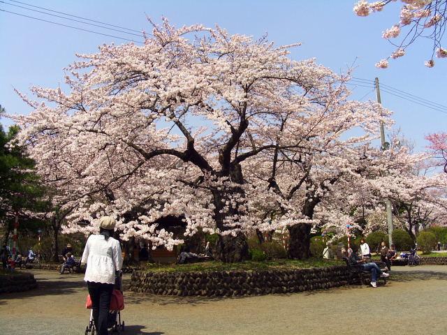 奥州市のさくら(桜）2008 2008/04/15